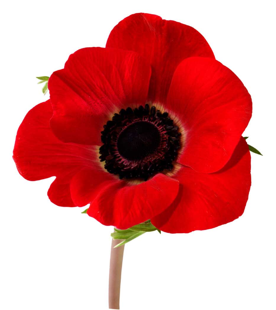 remembrance-poppy.jpg