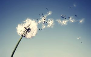flowers-1680-1050-wallpaper