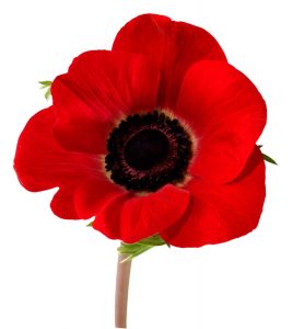 remembrance-poppy